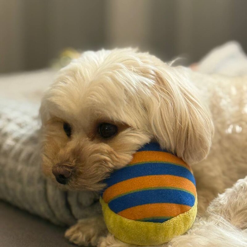 Гринч играет с мячиком