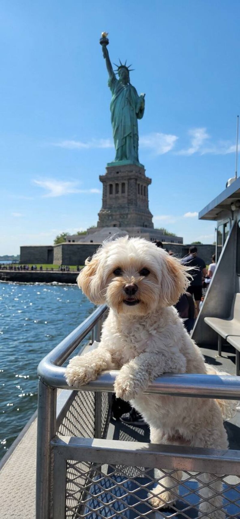 Дрессировка той-пуделя