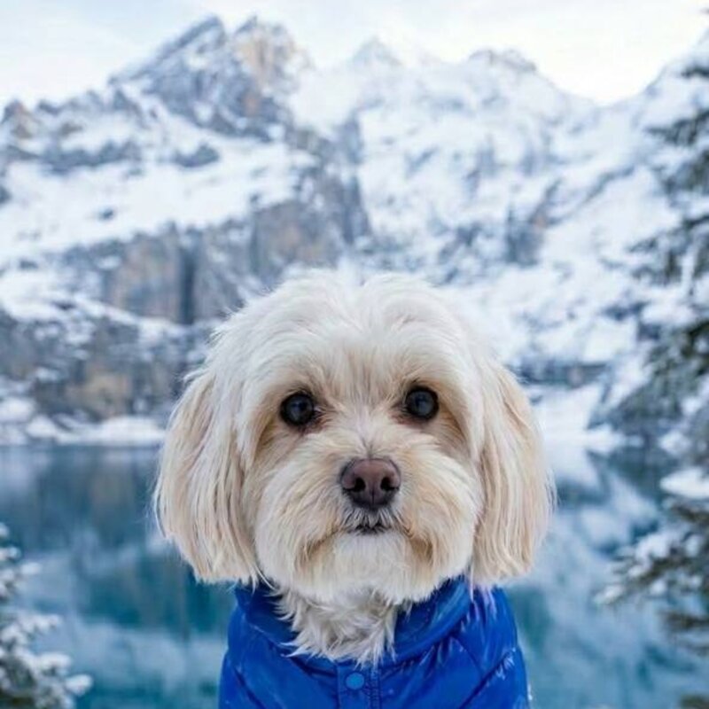 Гринч в зимней куртке в горах